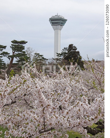 五稜郭公園櫻花盛開，著名賞櫻勝地，賞櫻勝地，函館 126073090