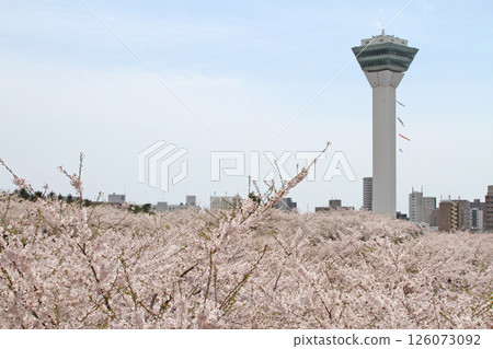 五稜郭公園櫻花盛開,著名賞櫻勝地,賞櫻勝地,函館 五稜郭公園櫻花盛開,著名賞櫻勝地,賞櫻勝地,函館 126073092