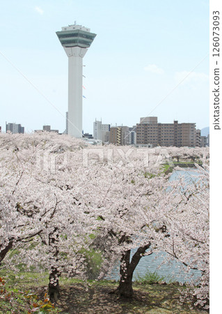 五稜郭公園櫻花盛開,著名賞櫻勝地,賞櫻勝地,函館 五稜郭公園櫻花盛開,著名賞櫻勝地,賞櫻勝地,函館 126073093