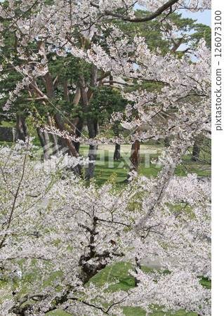 五稜郭公園櫻花盛開,著名賞櫻勝地,賞櫻勝地,函館 五稜郭公園櫻花盛開,著名賞櫻勝地,賞櫻勝地,函館 126073100
