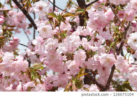 五稜郭公園櫻花盛開，著名賞櫻勝地，賞櫻勝地，函館 126073104
