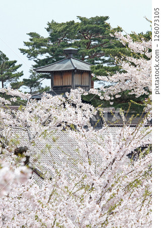 五稜郭公園櫻花盛開,著名賞櫻勝地,賞櫻勝地,函館 五稜郭公園櫻花盛開,著名賞櫻勝地,賞櫻勝地,函館 126073105