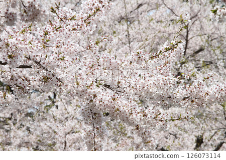 五稜郭公園櫻花盛開,著名賞櫻勝地,賞櫻勝地,函館 五稜郭公園櫻花盛開,著名賞櫻勝地,賞櫻勝地,函館 126073114
