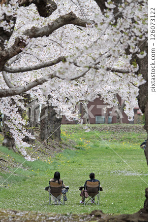 Goryokaku Park with cherry blossoms in full bloom, famous cherry blossom spot, cherry blossom viewing, Hakodate 126073122