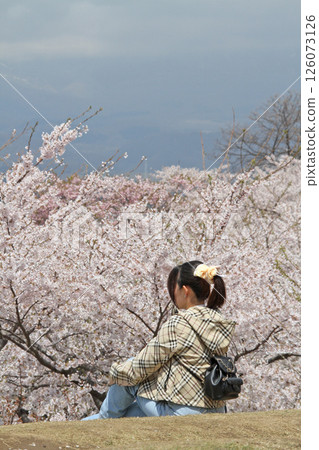 Goryokaku Park with cherry blossoms in full bloom, famous cherry blossom spot, cherry blossom viewing, Hakodate Goryokaku Park with cherry blossoms in full bloom, famous cherry blossom spot, cherry blossom viewing, Hakodate 126073126