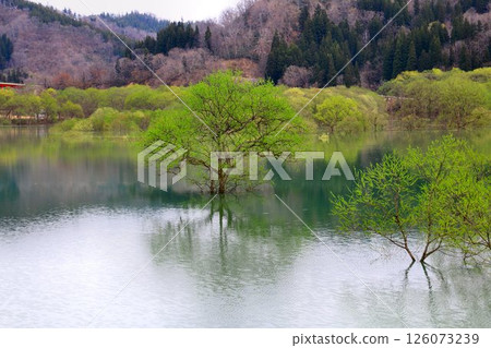 A tranquil landscape that appears with the arrival of spring... Lake Shirakawa's "Submerged Forest" A tranquil landscape that appears with the arrival of spring... Lake Shirakawa's "Submerged Forest" 126073239