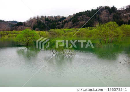 春天來臨之際呈現的寧靜景觀…白河湖的“水中森林” 126073241