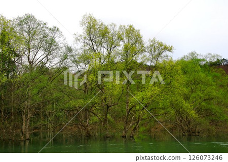 A tranquil landscape that appears with the arrival of spring... Lake Shirakawa's "Submerged Forest" A tranquil landscape that appears with the arrival of spring... Lake Shirakawa's "Submerged Forest" 126073246