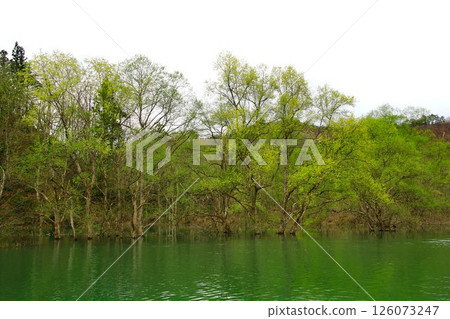 A tranquil landscape that appears with the arrival of spring... Lake Shirakawa's "Submerged Forest" A tranquil landscape that appears with the arrival of spring... Lake Shirakawa's "Submerged Forest" 126073247