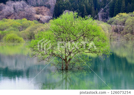 春天來臨之際呈現的寧靜景觀…白河湖的“水中森林” 126073254