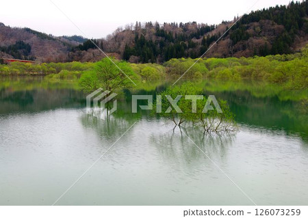 春天來臨之際呈現的寧靜景觀…白河湖的“水中森林” 126073259