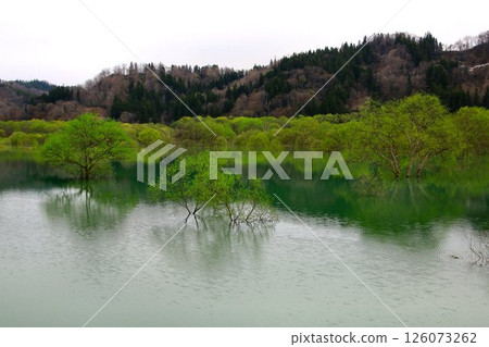A tranquil landscape that appears with the arrival of spring... Lake Shirakawa's "Submerged Forest" A tranquil landscape that appears with the arrival of spring... Lake Shirakawa's "Submerged Forest" 126073262