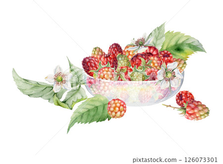 Raspberry berries leaves flowers served in glass bowl, ripe picked garden dewberry cloudberry mulberry boysenberry harvest. Isolated illustration hand drawn in watercolor. Farmers market preserves 126073301