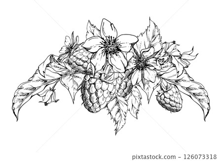 Raspberry berries, flower buds, leaves boutonniere bunch cluster group, hand drawn in vector ink, ripe forest garden dewberry. Isolated botanical illustration for dessert menu, wedding, farmers market 126073318