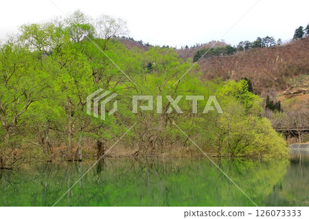 春天來臨之際呈現的寧靜景觀…白河湖的“水中森林” 126073333