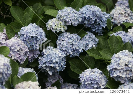 Hydrangea blooming in the rainy season 126073441