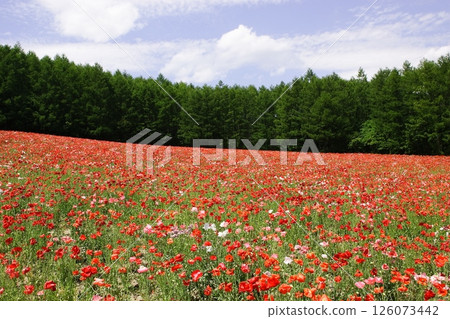 一片紅罌粟花田 一片紅罌粟花田 126073442
