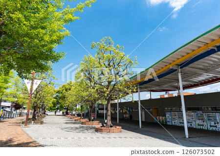 Yomiuri Land, roadside trees near the Sky Gate, spring blue sky, Tama Ward, Kawasaki City, Kanagawa Prefecture Yomiuri Land, roadside trees near the Sky Gate, spring blue sky, Tama Ward, Kawasaki City, Kanagawa Prefecture 126073502