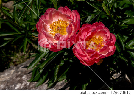 Red peonies in full bloom and spring sunshine 126073612