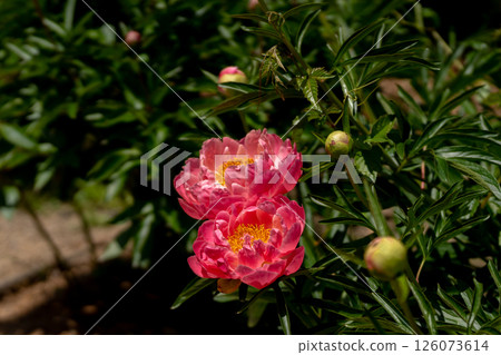 Red peonies in full bloom and spring sunshine 126073614