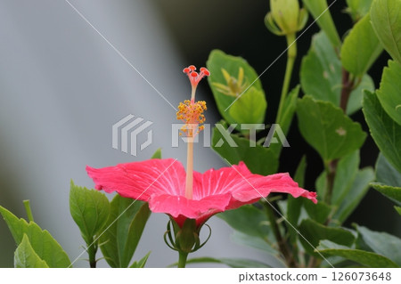 熱帶芙蓉紅花 126073648
