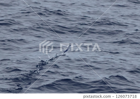 Flying fish flying Flying fish flying 126073718
