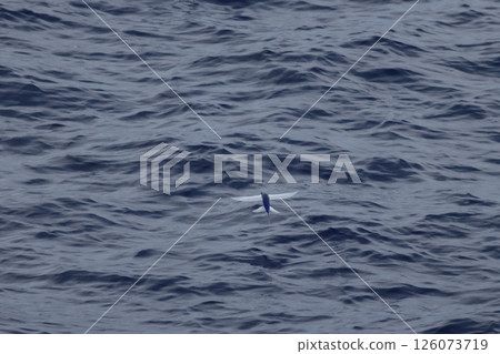 飛魚飛 飛魚飛 126073719
