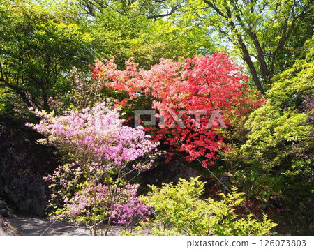 Azaleas blooming among fresh greenery Gora Park Hakone Azaleas blooming among fresh greenery Gora Park Hakone 126073803