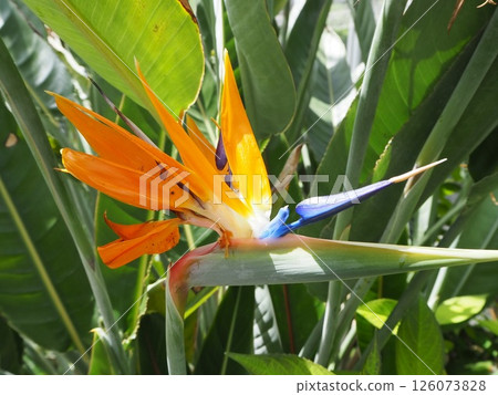 Tropical Flowers Strelitzia Bird of Paradise 126073828