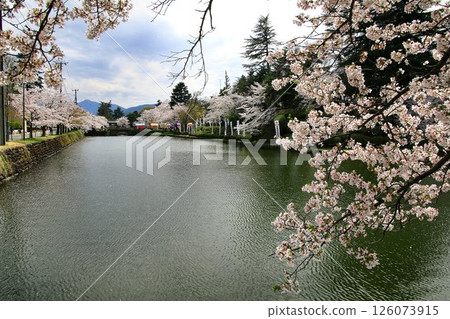 Cherry blossoms are in full bloom... Yonezawa Castle Ruins [Uesugi Shrine] 126073915