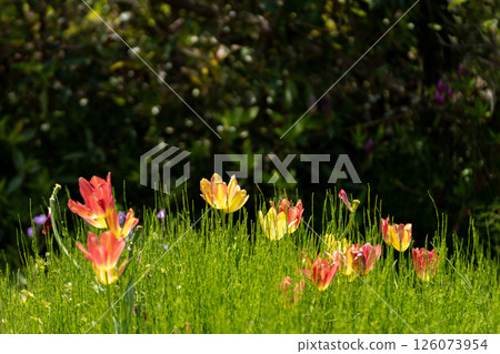 Tulips among the weeds in the field 126073954