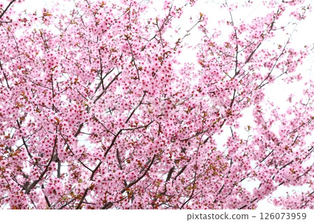 Ooyamazakura in full bloom [White background] [Sky background] 126073959