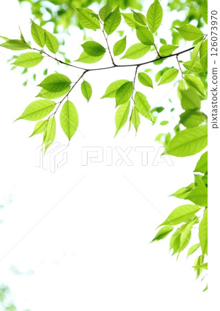Close-up of colorful new green leaves [White background] [Sky background] 126073970