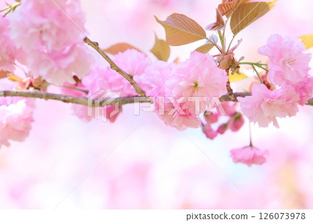 Close-up of double-bloom cherry blossoms in full bloom 126073978