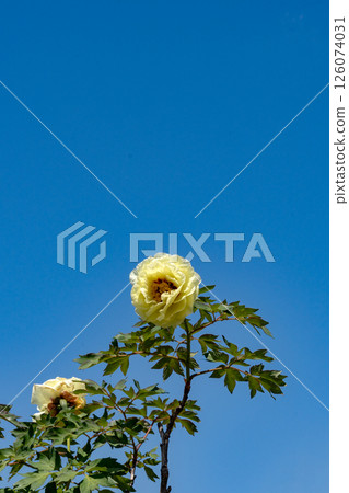 Pale yellow peony flowers and clear sky copy space Pale yellow peony flowers and clear sky copy space 126074031