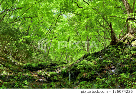 Nasushiobara City, Tochigi Prefecture - Forest scenery of Shiobara in the season of fresh greenery 126074226