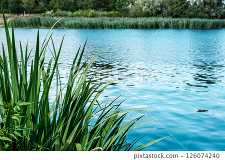 Lush green grass sways gently by the tranquil blue lake 126074240