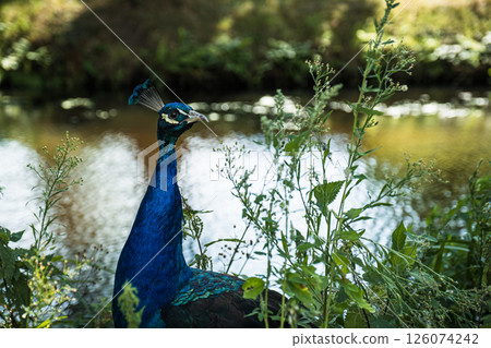 Vibrant peacock displaying its colorful plumage Vibrant peacock displaying its colorful plumage 126074242