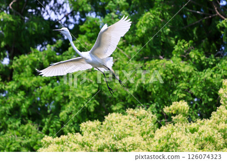 Heron colony in early summer 126074323