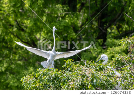 Heron colony in early summer 126074328