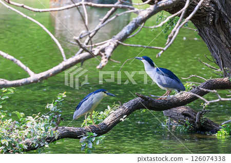 Heron colony in early summer 126074338