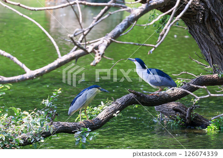Heron colony in early summer 126074339