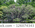Heron colony in early summer 126074343