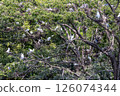 Heron colony in early summer 126074344