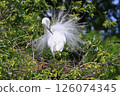 Heron colony in early summer 126074345