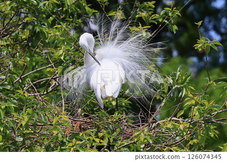 初夏的蒼鷺群 初夏的蒼鷺群 126074345