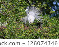 Heron colony in early summer 126074346