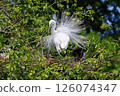 Heron colony in early summer 126074347