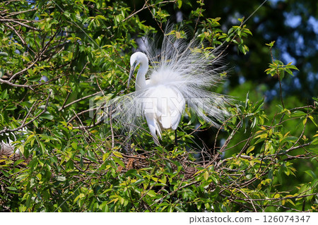 Heron colony in early summer 126074347