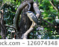 Heron colony in early summer 126074348